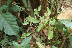 Phaulopsis imbricata